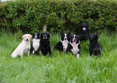 Ridgehill Kennels and Cattery | Boarding Kennels Cheshire | Dog