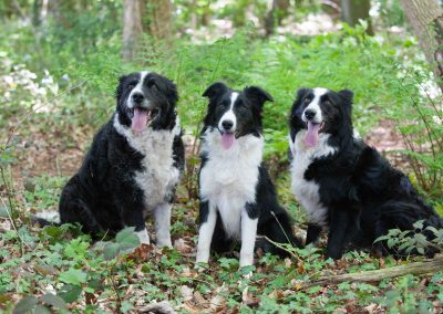 Ridgehill Kennels and Cattery | Boarding Kennels Cheshire | Dogs