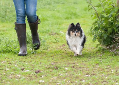Ridgehill Kennels and Cattery | Boarding Kennels Cheshire | Walk
