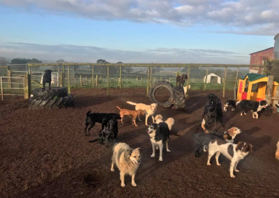 Ridgehill Kennels and Cattery | Boarding Kennels Cheshire | Dogs