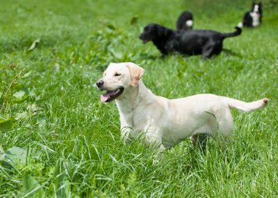Ridgehill Kennels and Cattery | Boarding Kennels Cheshire | Dog